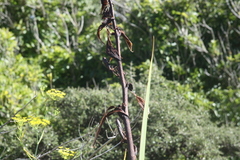 Phormium