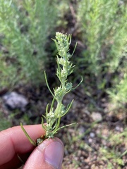 Artemisia carruthii wrightii