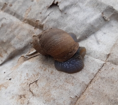 Chiliborus chilensis