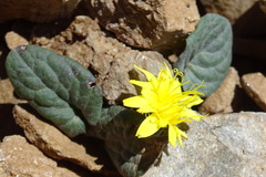 Crepis pygmaea