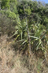 Phormium