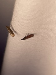 Varneria postremella