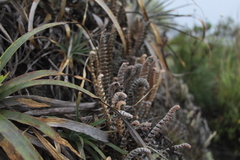 Pleopeltis bombycina