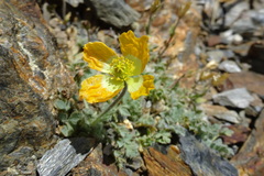 Papaver lapeyrousianum