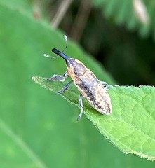 Lixus scrobicollis