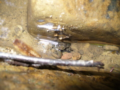 Desmognathus welteri