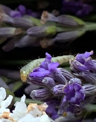 Eupithecia centaureata
