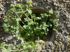 Veronica hederifolia
