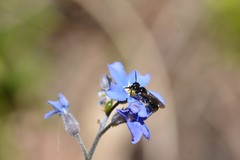 Ceratina cucurbitina