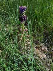 Muscari comosum