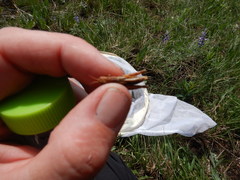 Melanoplus triangularis