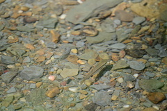 Pimephales notatus