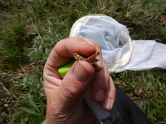 Melanoplus triangularis