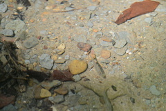 Pimephales notatus