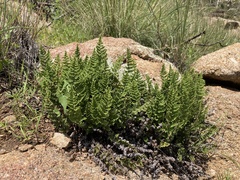 Myriopteris fendleri