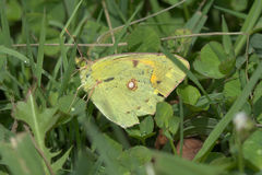 Colias croceus