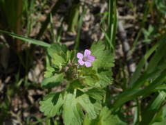 Geranium rotundifolium