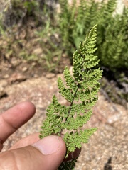 Myriopteris fendleri