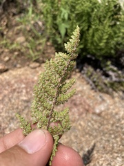 Myriopteris fendleri