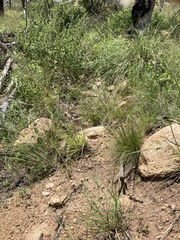 Piptochaetium fimbriatum