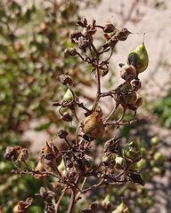 Scrophularia sublyrata