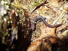 Plethodon welleri