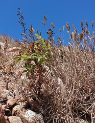 Scrophularia sublyrata