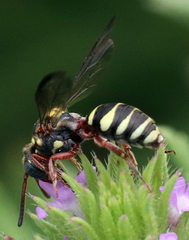Nomada texana
