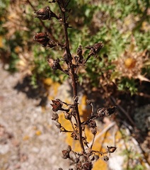 Scrophularia sublyrata
