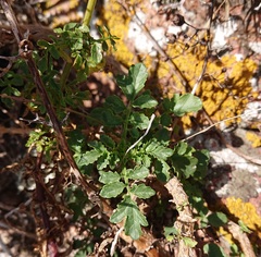 Scrophularia sublyrata