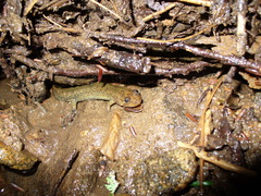 Desmognathus folkertsi