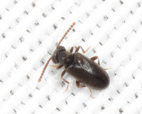 Vanonus huronicus