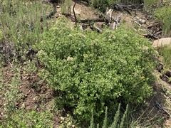 Ageratina herbacea
