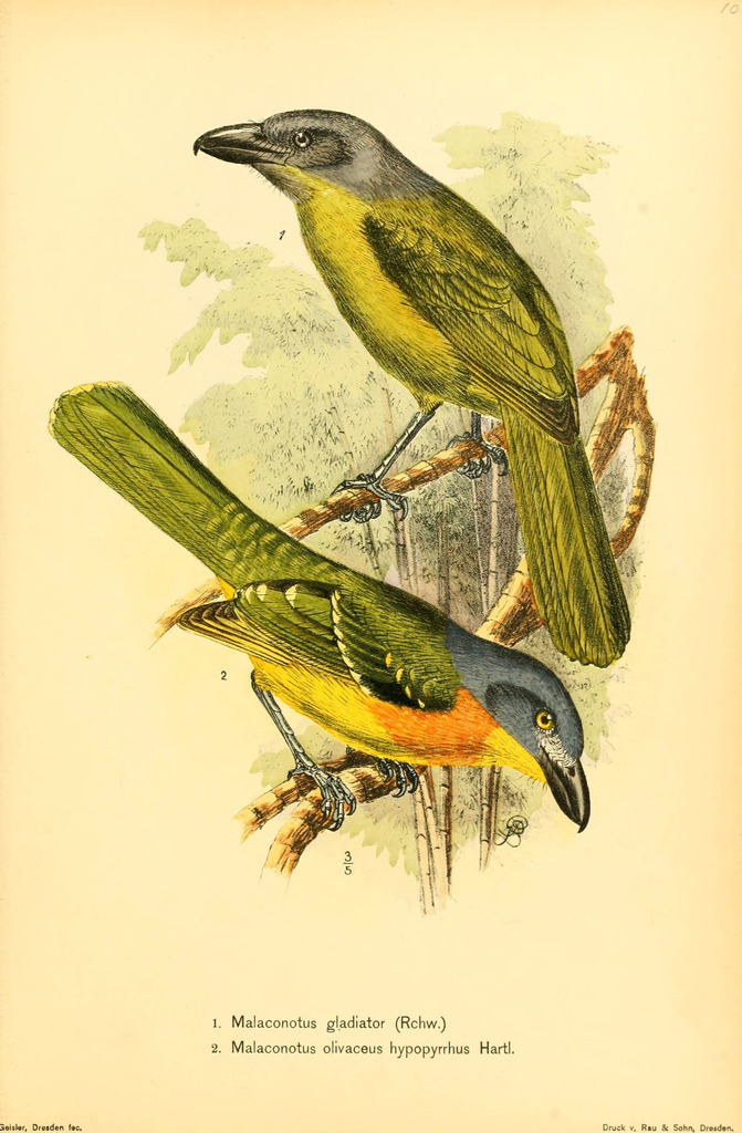 Green-Breasted Bushshrike