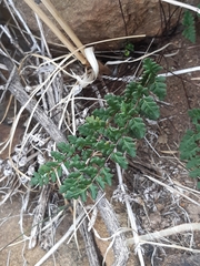 Cheilanthes hypoleuca