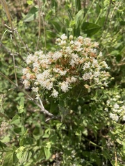 Ageratina herbacea
