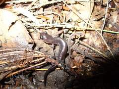 Plethodon chattahoochee
