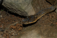 Madagascarophis colubrinus