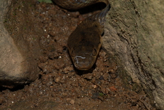 Madagascarophis colubrinus