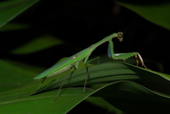 Polyspilota aeruginosa