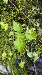 Pilea dauciodora