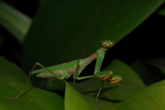 Polyspilota aeruginosa