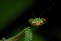 Polyspilota aeruginosa