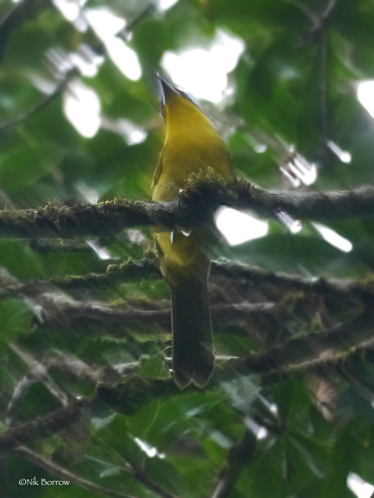 Uluguru Bushshrike photo