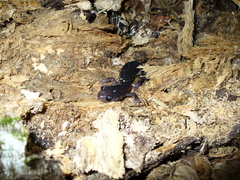 Plethodon amplus