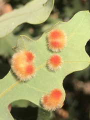 Atrusca trimaculosa
