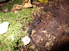 Plethodon yonahlossee