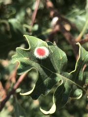 Atrusca trimaculosa