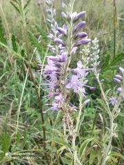 Veronica × grisea