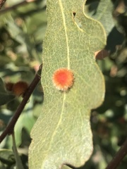 Atrusca trimaculosa